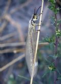 Myrmecaelurus trigrammus